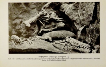 1926 - Kaisergranat (Nephrosps norvegicus L.) - alter Druck